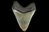 Fossil Megalodon Tooth - Georgia #144291-2